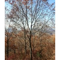 自產自銷出售 油松.云杉、五角楓、元寶楓、蒙古櫟、、白樺