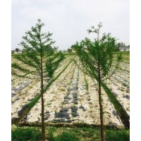欒樹 國槐 中山杉 水杉 合歡 櫸樹 重陽木 廣玉蘭 枇杷樹 紅葉李