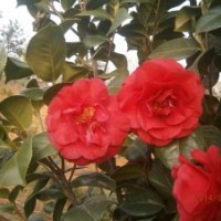 出售丹桂、茶花、樟樹苗木