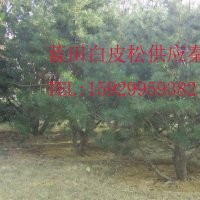長(zhǎng)年供應(yīng)白皮松、油松和華山松
