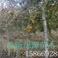 出售垂絲海棠