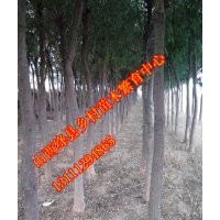 山西苗圃優(yōu)質(zhì)國槐苗國槐苗批發(fā)國槐價格國槐圖片