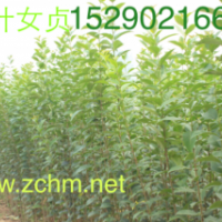 河南3公分大葉女貞價格