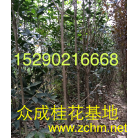 2公分桂花，5公分桂花樹價格，2公分碧桃批發(fā)