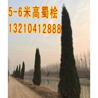 供應(yīng)蜀檜，4-6米高蜀檜