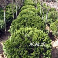 供應(yīng) 球類(lèi)植物 海桐球 龍柏球 大葉黃楊球 瓜子黃楊球等綠化
