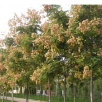 欒樹價(jià)格|8公分欒樹價(jià)格|10公分欒樹價(jià)格