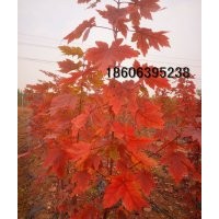 美國紅楓紅點(diǎn)