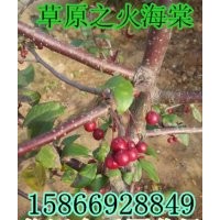 草原之火海棠