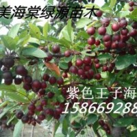 紫色王子海棠