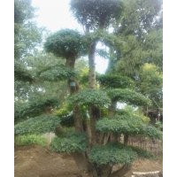 對節(jié)白臘