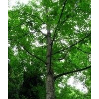 馬褂木基地 8公分20公分馬褂木價格