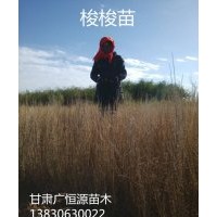 出售優(yōu)質(zhì)梭梭綠化 治沙和嫁接肉蓯蓉首選 無病蟲害 移栽高成活率