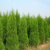 春季供應蜀檜高2米26元，2.5至3米價格40—70元，自己種植！