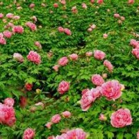 牡丹苗大量出售、大量牡丹苗低價優(yōu)惠供應(yīng)