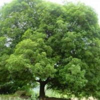 供應(yīng)湖南20公分移栽桂花樹，大型桂花樹，精品移植桂花樹