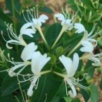 金銀花供應 蒙花 123號 大毛花 雞爪花等