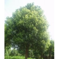 不限量供應(yīng)18公分全冠香樟，多桿香樟，移植香樟基地
