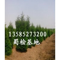優(yōu)質(zhì)供應(yīng)1米-2.5米蜀檜.蜀檜種植基地.蜀檜價(jià)格.蜀檜圖片