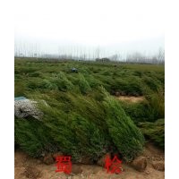 塔柏價格，2米塔柏什么價格，塔柏種植基地，塔柏采購