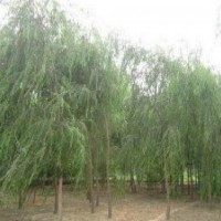 出售垂柳、速生柳、金葉榆、國槐.火炬.金絲柳.