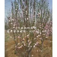 龍柱碧桃價格桃楓園林全國出售