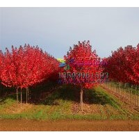 長(zhǎng)期供應(yīng)秋火焰河南名品彩葉