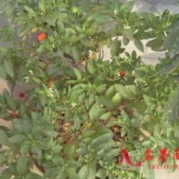 無花果