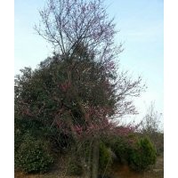 常年出售供應(yīng)紅梅大樹紅梅樹30-50公分