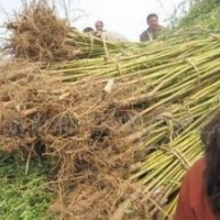 苗圃垂柳價(jià)格 南京垂柳基地 2公分5公分8公分15公分垂柳價(jià)格