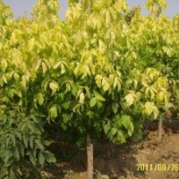 金葉復(fù)葉槭為您傾情供應(yīng)真誠服務(wù)
