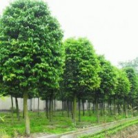 6公分天竺桂6公分天竺桂價(jià)格6公分天竺桂批發(fā)基地