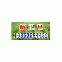 供應(yīng)千頭椿，毛白楊，國槐，法桐，白臘，速生楊