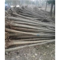 6公分國(guó)槐價(jià)格 5公分國(guó)槐多少錢