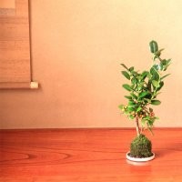 青州上盆冬青 山東上盆冬青價格 青州冬青衛(wèi)矛工程小苗