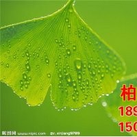 銀杏