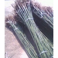 供應(yīng)國槐 白蠟 毛白楊