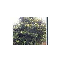 供應青楓、杜英、木荷、紫薇、紅楓、楊梅