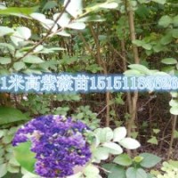 1.5米高紫薇苗0.8公分粗翠微紫薇小苗價格一年生紫薇苗
