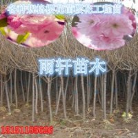 嫁接櫻花苗一年生櫻花小苗晚櫻苗1米高櫻花苗價格