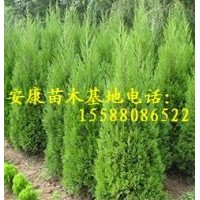 側(cè)柏苗2米高上車價只要1元錢