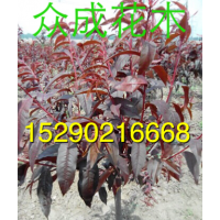 4公分碧桃，6公分碧桃價格，2公分碧桃批發(fā)