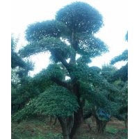 對節(jié)白臘