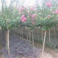 2公分紫薇|3公分|4公分|5公分|6公分紫薇價格