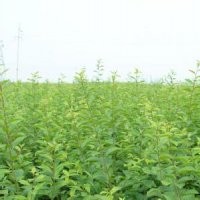 榆葉梅苗大量廉價(jià)提供