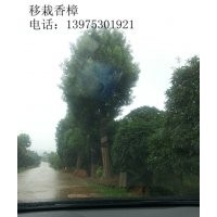 移栽香樟，湖南香樟，湖南截干香樟宏景特價(jià)銷售
