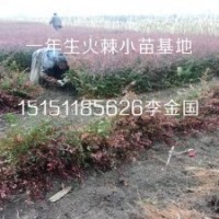 沭陽(yáng)一年生火棘小苗籽播火棘床苗10厘米高帶泥漿發(fā)貨
