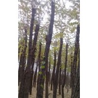 河北保定供應(yīng)嫁接香花槐、欒樹(shù)