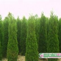 供應(yīng)蜀檜高2米26元，2.5—3米價(jià)格40—70元上車價(jià)直銷！