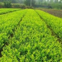 天津扶芳藤供應(yīng)商|扶芳藤價格